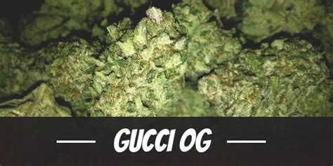 gucci weed bag|gucci og strain effects.